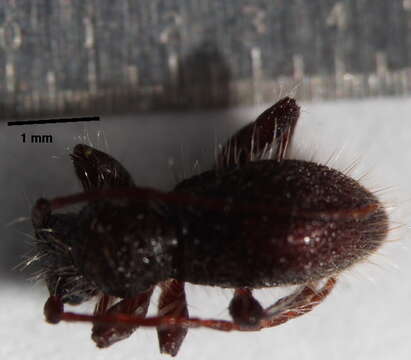 Image of hairy fungus beetle