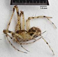 Image of pirate spiders