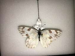 Image of Checkered White