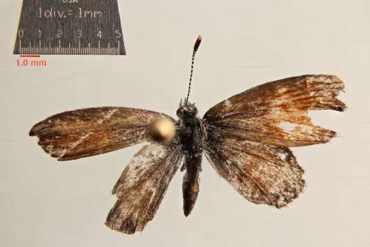 Image of Western pygmy blue