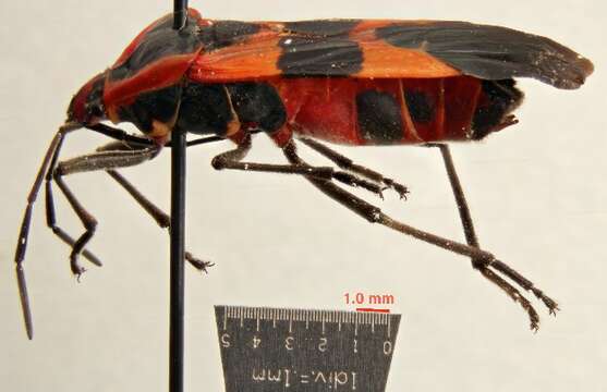 Image of Large Milkweed Bug