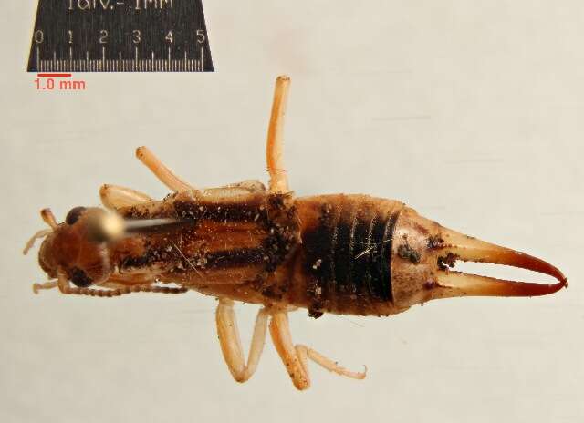 Image of earwigs