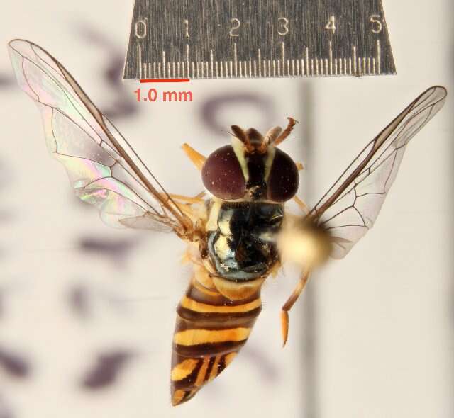 Image of Common Oblique Syrphid