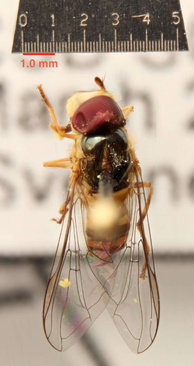 Image of Common Oblique Syrphid