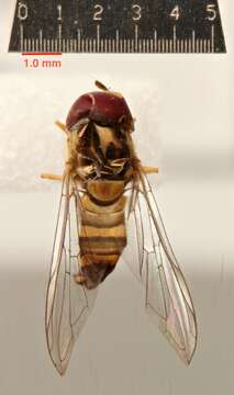 Image of Common Oblique Syrphid