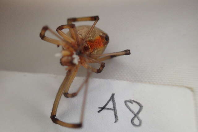 Image de Latrodectus geometricus C. L. Koch 1841