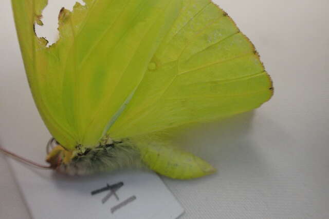Image of Cloudless Sulphur