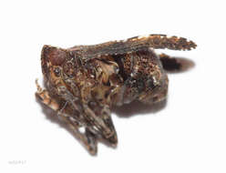 Image of fulgorid planthoppers