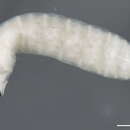Image of Calycomyza flavinotum Frick 1956