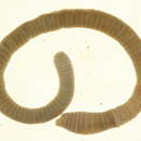 Image of Diplocardia Garman 1888