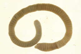 Image of Diplocardia Garman 1888