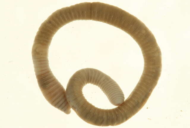 Image of Diplocardia Garman 1888