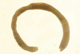 Image of Diplocardia Garman 1888