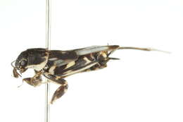 Image of Tridactylinae