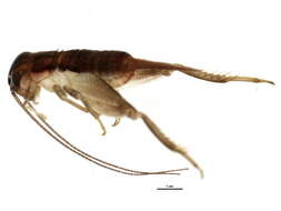Image of Eastern Striped Cricket