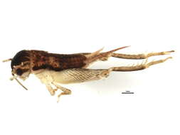 Image of Eastern Striped Cricket