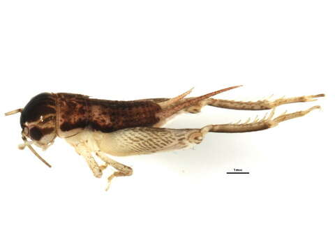 صورة Miogryllus verticalis (Serville 1838)