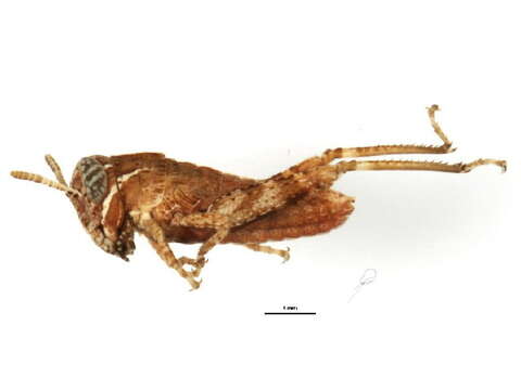 Melanoplus rusticus (Stål 1878)的圖片