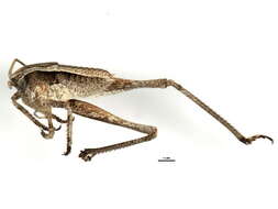 Image of Tettigoniinae