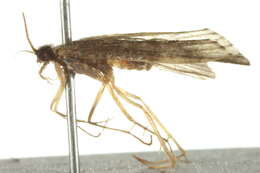 Image of Cheumatopsyche (Cheumatopsyche) arizonensis (Ling 1938)