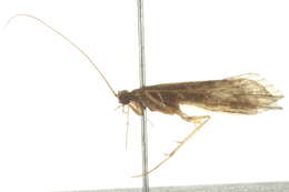 Image of Cheumatopsyche (Cheumatopsyche) arizonensis (Ling 1938)