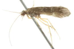 Smicridea (Smicridea) fasciatella McLachlan 1871 resmi