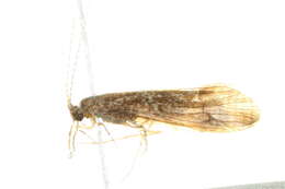 Image of Ceraclea (Ceraclea) maculata (Banks 1899)