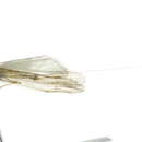 Image of Nectopsyche gracilis (Banks 1901)
