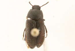 Image of Tenebrioninae Latreille 1802