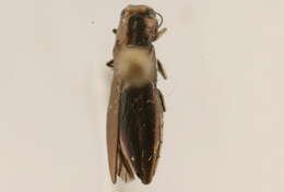 Image of Agrilus