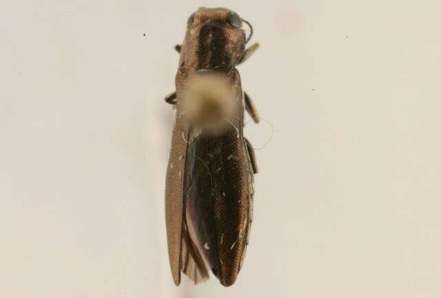 Image of Agrilus