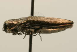 Image of Agrilus
