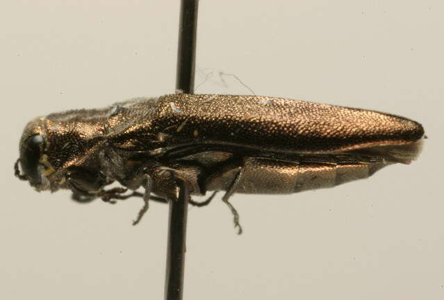 Image of Agrilus