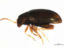 Image of Hippuriphila