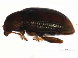 Image of Hippuriphila