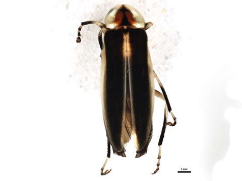 Image of Photuris