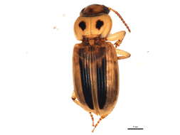 Image of Stenolophus (Agonoderus) lineola (Fabricius 1775)