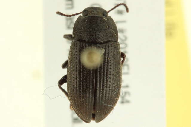 Image of Darkling beetle