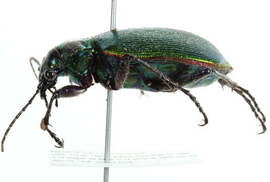 Слика од Calosoma (Calosoma) scrutator (Fabricius 1775)