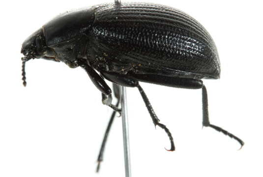 Image of <i>Eleodes obsoletus</i>