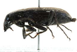 Sivun Chlaenius (Chlaenius) orbus G. Horn 1871 kuva