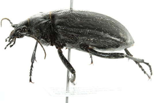 Image of <i>Calosoma marginalis</i>