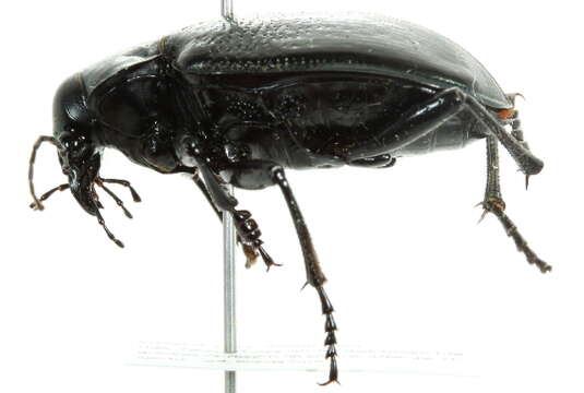 Image of <i>Calosoma marginalis</i>