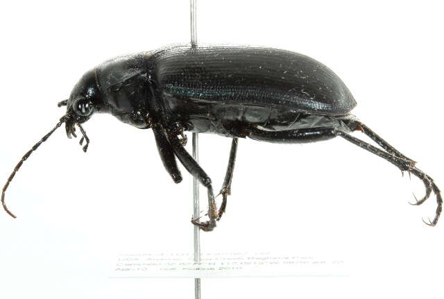 Слика од Calosoma