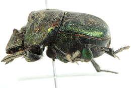 Image of Rainbow Scarab