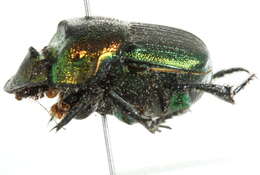 Image of Rainbow Scarab