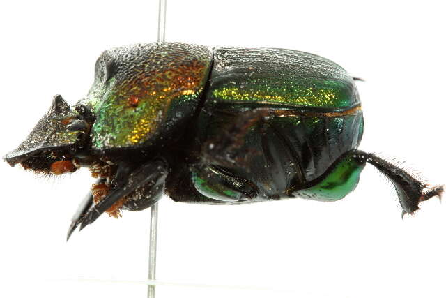 Image of Rainbow Scarab