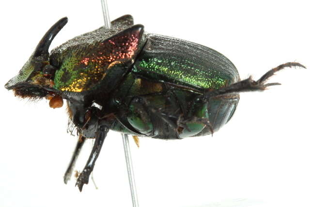 Image of Rainbow Scarab