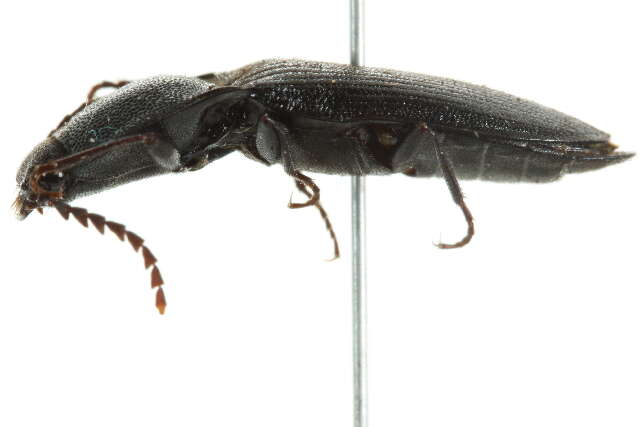 Image of Neopristilophus maurus