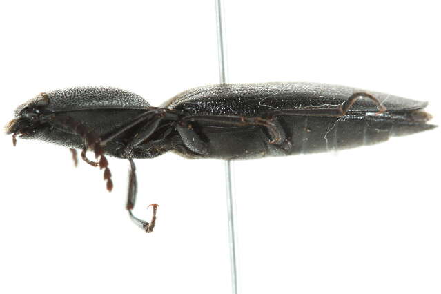 Image of Neopristilophus maurus